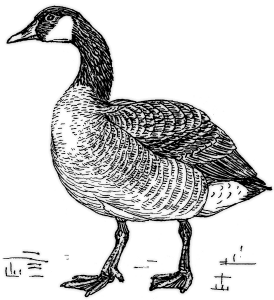 Canadian Geese Clip Art Download.