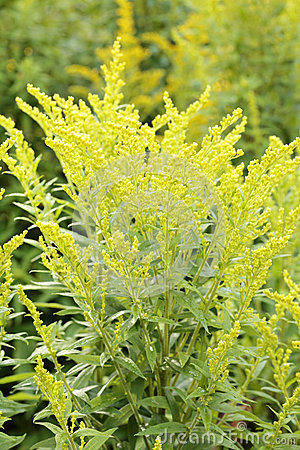 Canada Goldenrod Stock Image.