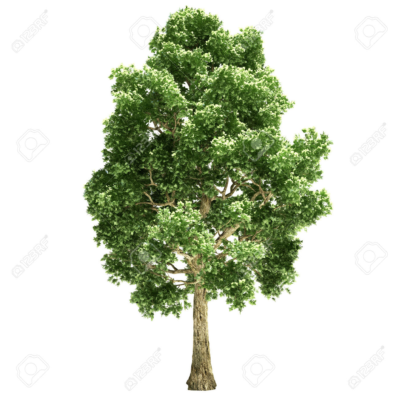 Poplar Tree Isolated On White. Stock Photo, Picture And Royalty.