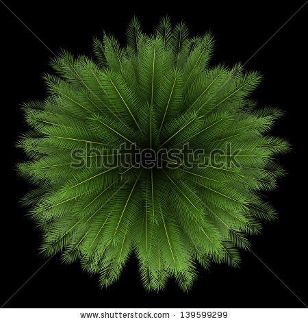 Phoenix Canary Date Island Palm Stock Photos, Royalty.