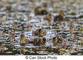 Stock Photo of Mallard on water gold reflection.