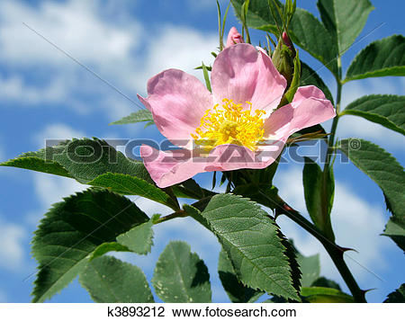 Stock Photo of pink wild rose (Rosa canina) k3893212.