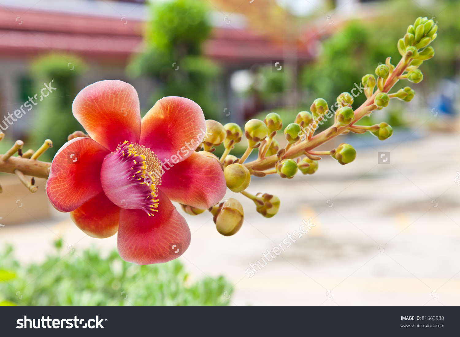 Flower Cannon Ball Tree Stock Photo 81563980.