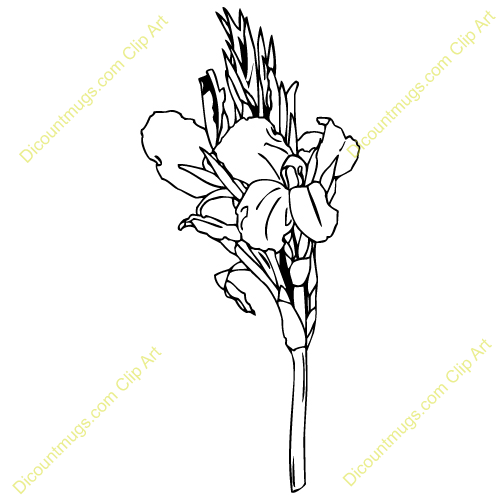 Canna clip art.