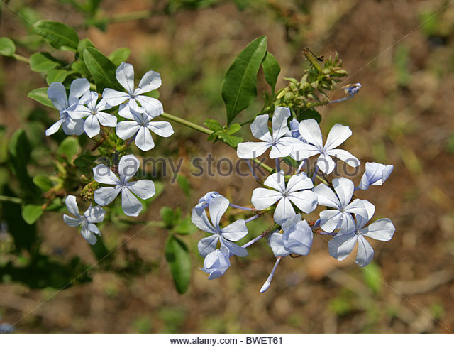 Cape Leadwort Stock Photos & Cape Leadwort Stock Images.