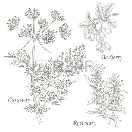 118 Caraway Stock Illustrations, Cliparts And Royalty Free Caraway.