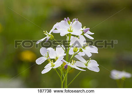 Pictures of Cuckoo Flower, Lady's Smock (Cardamine pratensis.