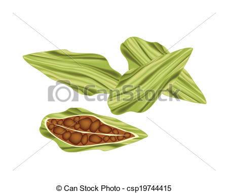 Cardamom Vector Clipart EPS Images. 345 Cardamom clip art vector.