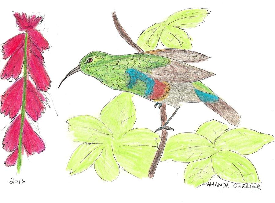 Hummingbird Eying Cardinal Flower Drawing by Amanda Currier.