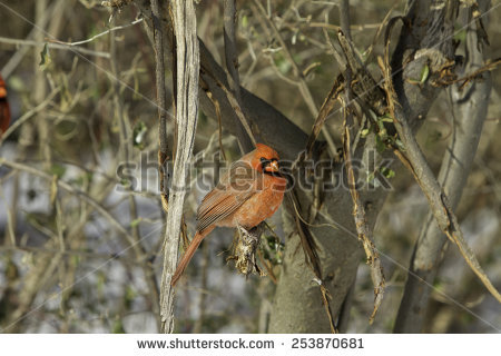 Cardinalidae Stock Photos, Royalty.