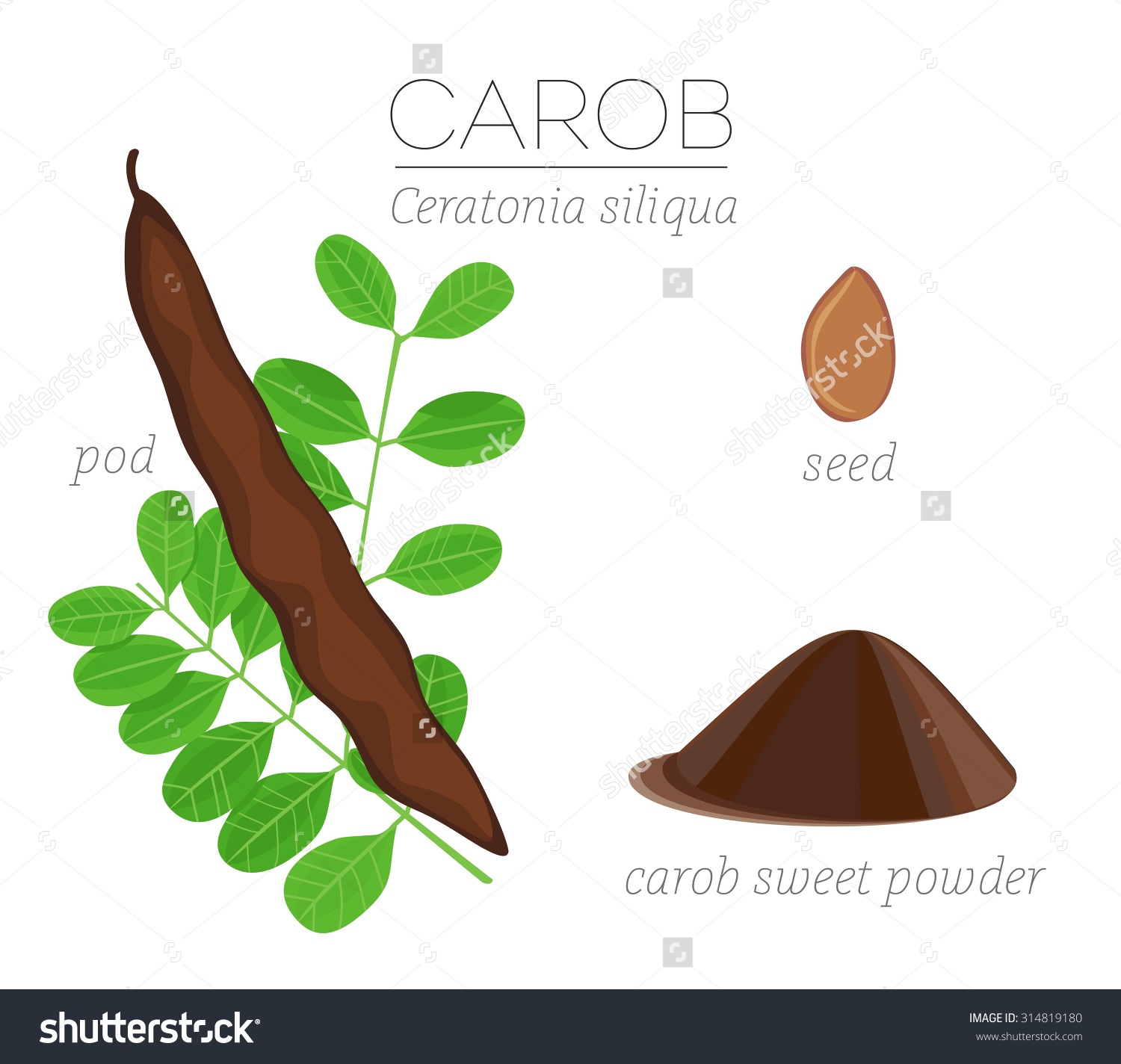 Superfood Carob Vector Set Pod Leaves Stock Vector 314819180.