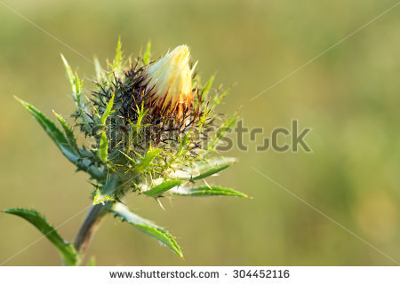 Carlina Vulgaris Stock Photos, Images, & Pictures.