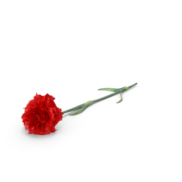 Carnation PNG Images & PSDs for Download.