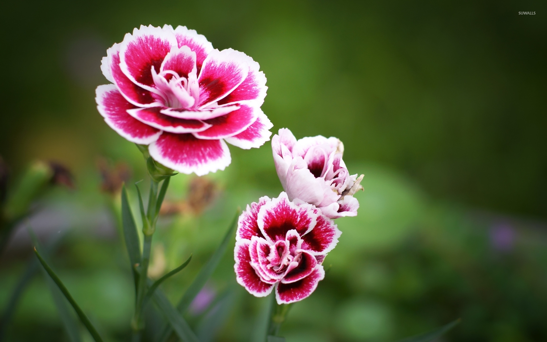 Carnations wallpaper.