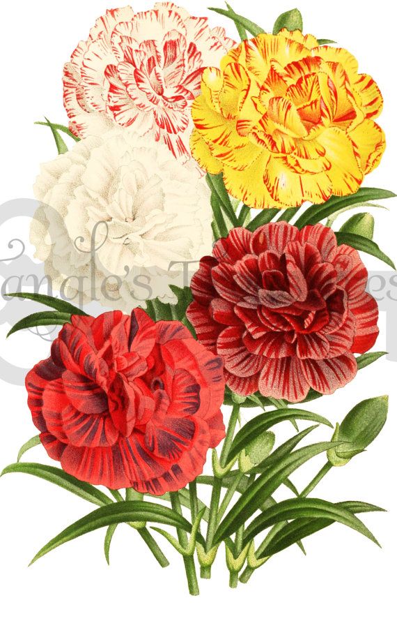 Free carnation clip art.