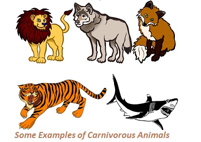 What do animals eat? Classification of animals based on nutrition.