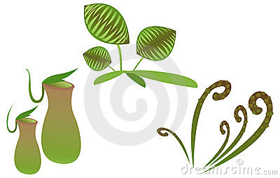 Pitcher plant clipart.