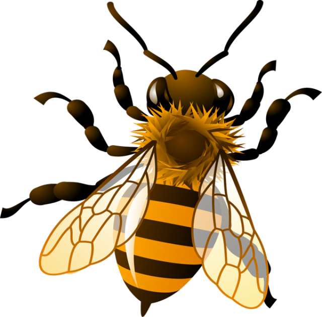 Vintage honey bee clipart.