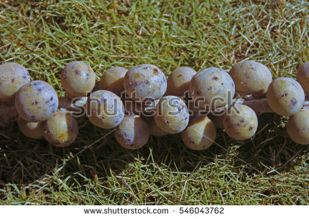 Palm Wine Stock Photos, Royalty.