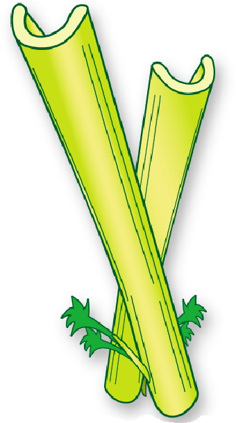 Celery Clipart.