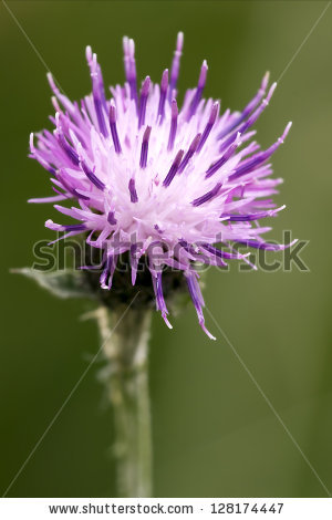 Centaurea Scabiosa Stock Photos, Royalty.