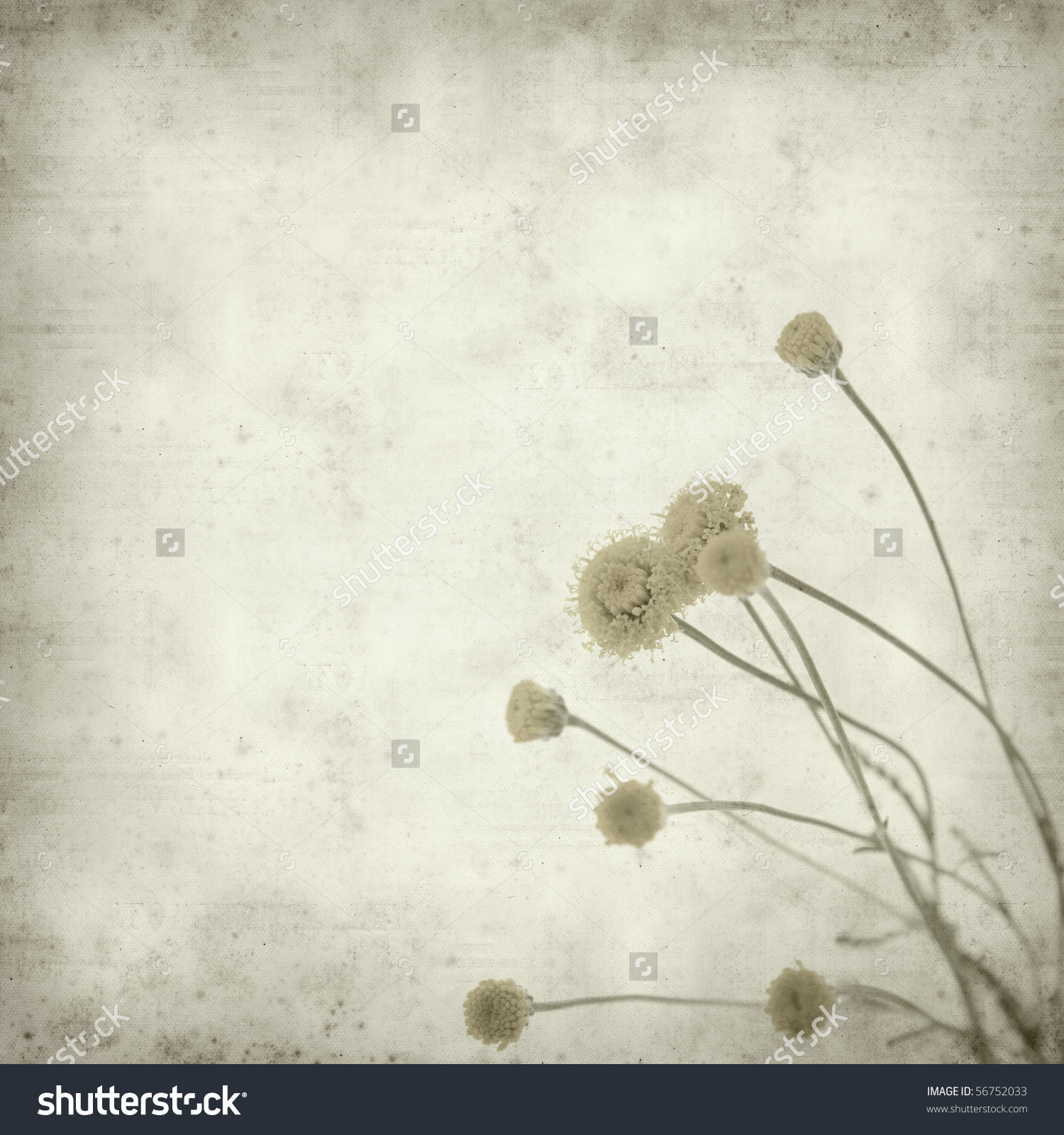 Textured Old Paper Background With Santolina Chamaecyparissus.