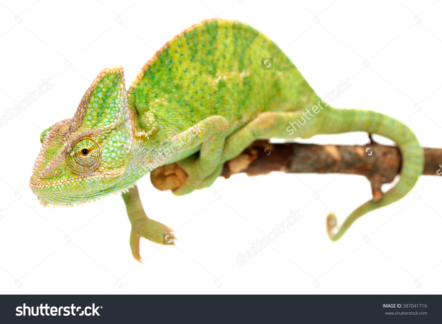 Veiled Chameleon Chamaeleo Calyptratus Isolated On Stock Photo.