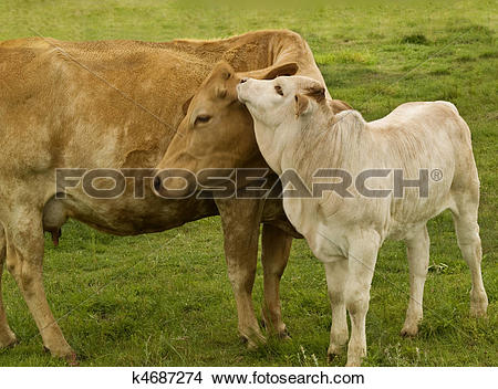 Stock Photo of spring time animals.