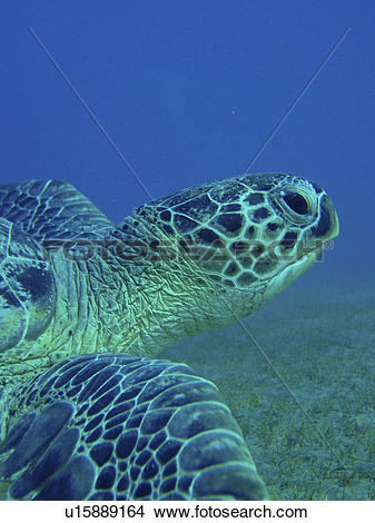 Stock Photo of Green turtle (Chelonia mydas). Abu Dabbab, Red Sea.