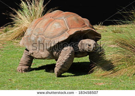 Chelonoidis Nigra Stock Photos, Royalty.