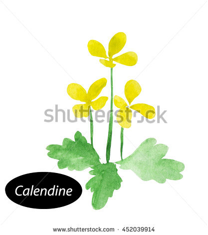 Tetterwort Stock Photos, Royalty.