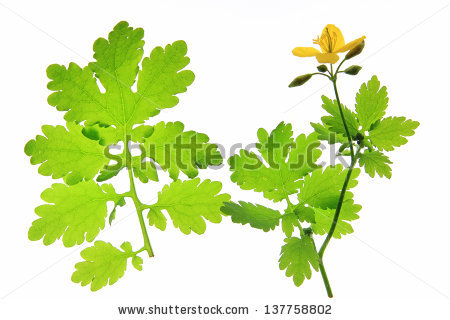 Chelidonium Majus Stock Photos, Royalty.