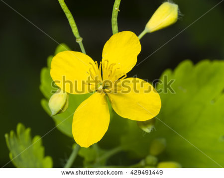 Tetterwort Stock Photos, Royalty.