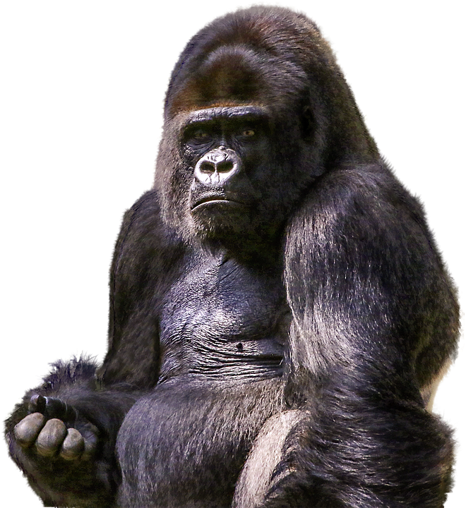 Mammal,Vertebrate,Western lowland gorilla,Primate,Head,Common.