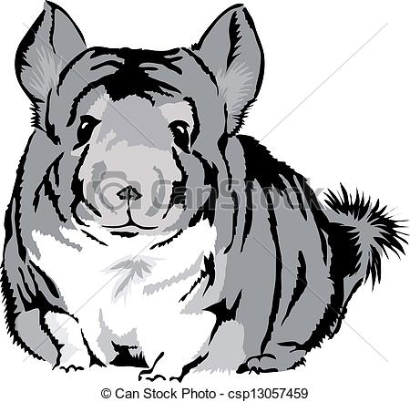 Chinchilla Illustrations and Clipart. 170 Chinchilla royalty free.