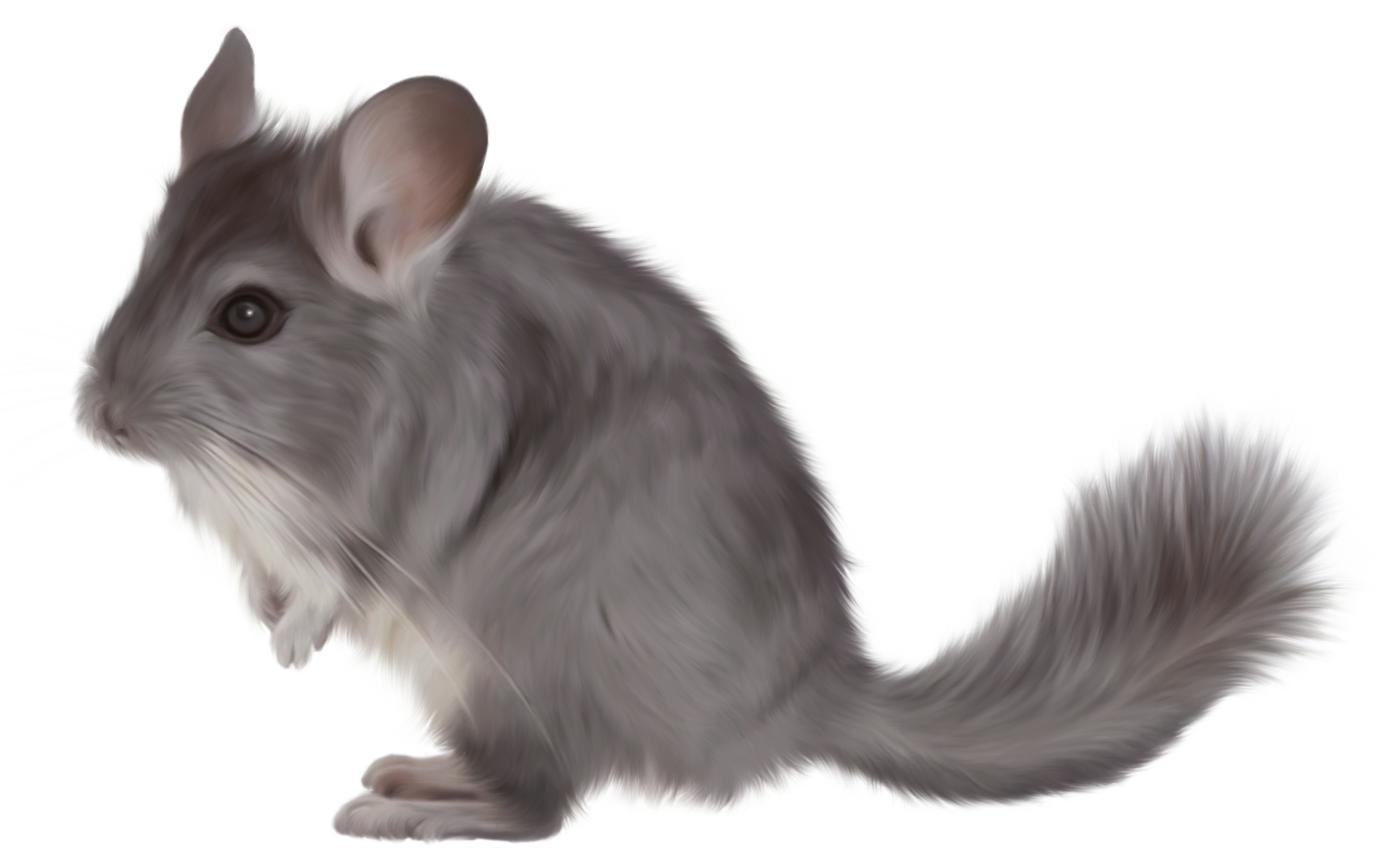 Painted Chinchilla PNG Picture Clipart.