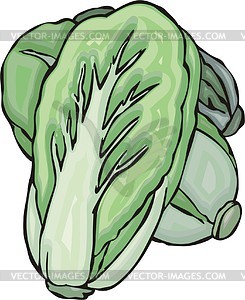 Chinese cabbage clipart.