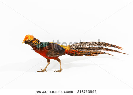 Drawing Golden Pheasant Chinese Pheasant Stock Vector 169724024.