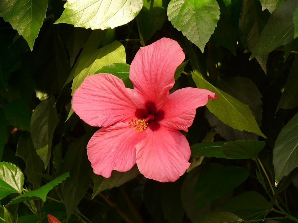 Free photo Blossom Flower Chinese Rose Eibisch Hibiscus Bloom.