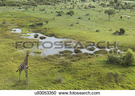 Stock Photography of Aerial view of giraffe, Okavango Delta, Chobe.