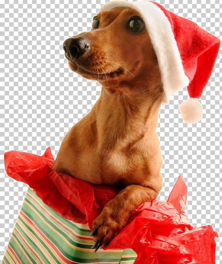 Dachshund Santa Claus Pug Puppy Christmas Day PNG, Clipart.