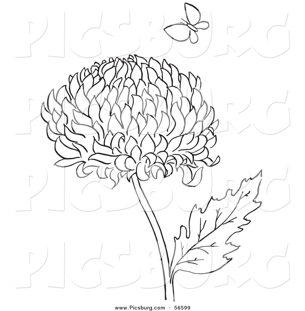 The best free Chrysanthemum drawing images. Download from.