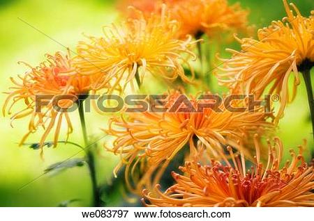 Picture of Orange Yellow Chrysanthemums in Full Bloom.