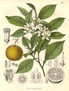 Vintage botanical print Image Wild Orange Tree (Citrus vulgaris.