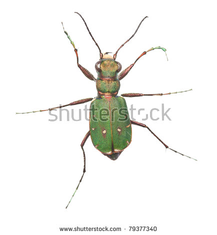 Tiger Beetle Stock Photos, Royalty.