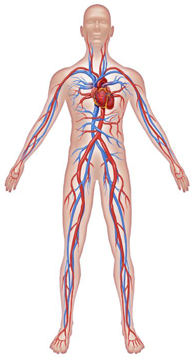 Circulatory System Png & Free Circulatory System.png Transparent.