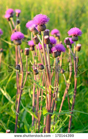 Cirsium Arvense Stock Photos, Royalty.