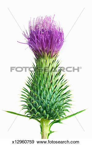 Stock Photograph of Spear thistle (Cirsium vulgare) on white.