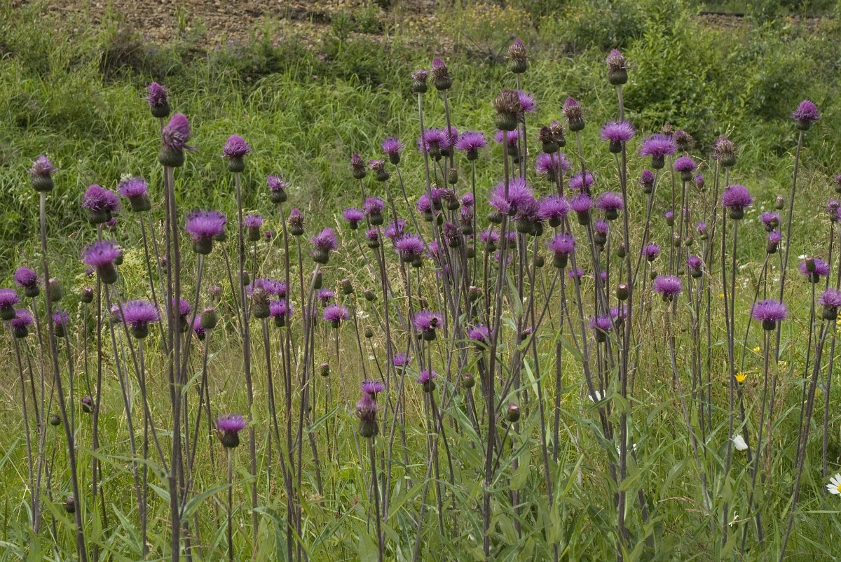 Cirsium helenioides.