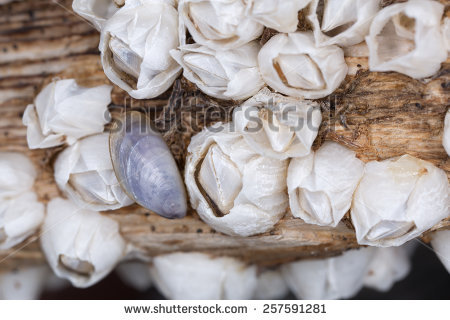 Cirripedia Stock Photos, Royalty.